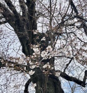 桜の開花