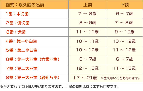 お子様の歯が生え変わる時期